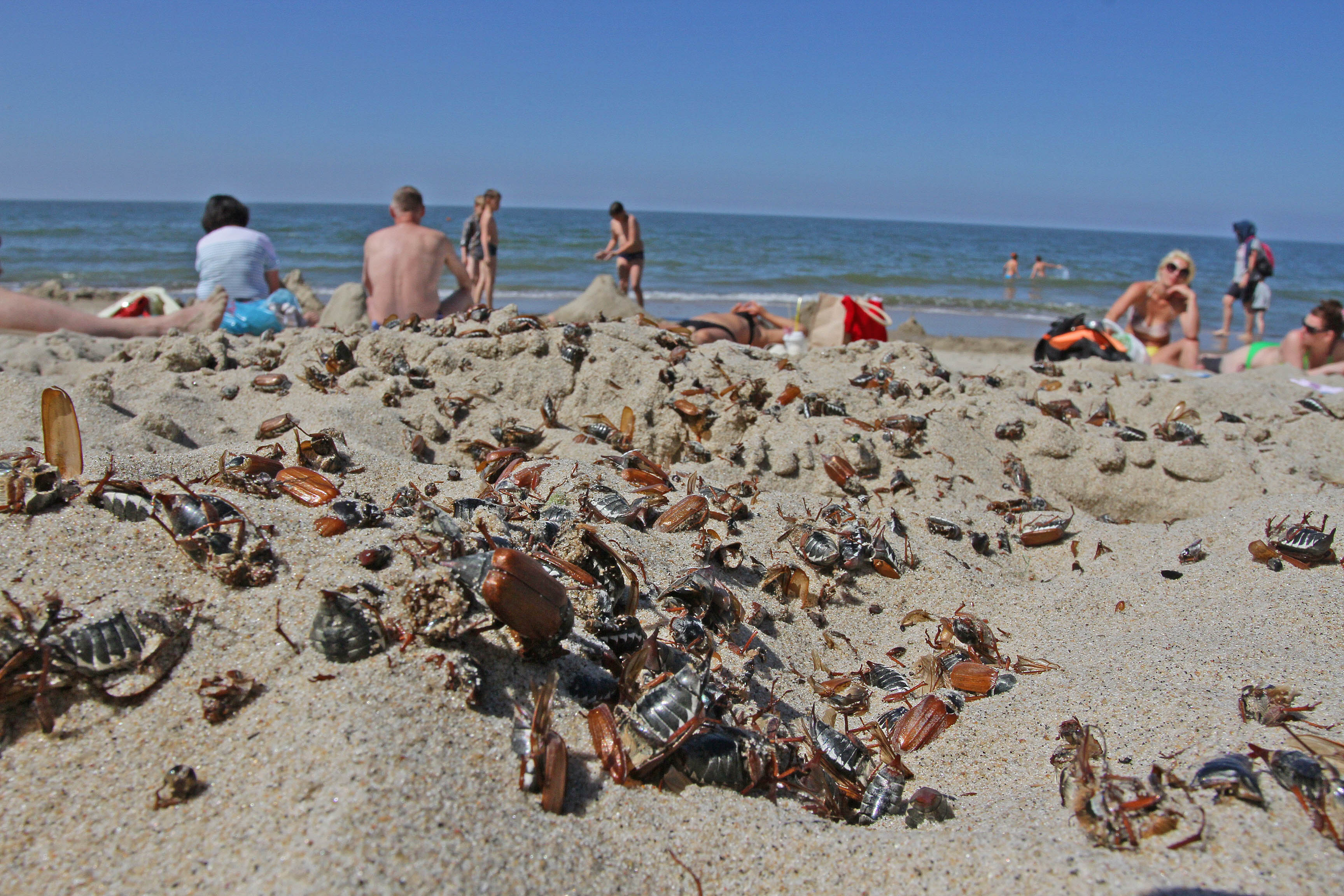 в калининграде есть море