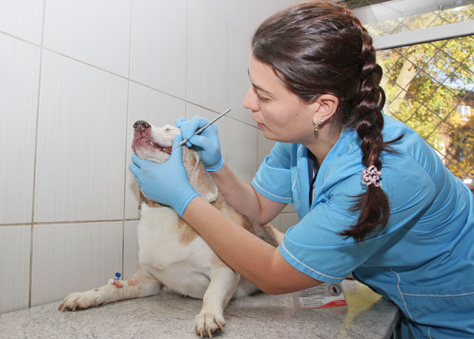 Чистка зубов собакам отзывы. Стоматология в ветеринарии.